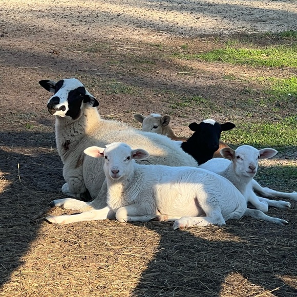 Meet your Posher, Fallon - Picture 8 of 8